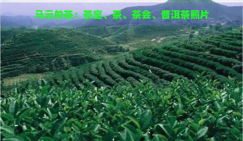 马云的茶：茶室、茶、茶会、普洱茶照片