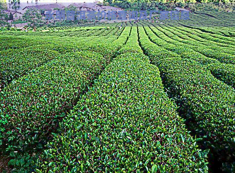 永明普洱茶价格查询及厂家信息