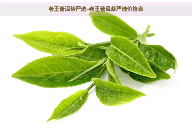 老王普洱茶严选-老王普洱茶严选价格表