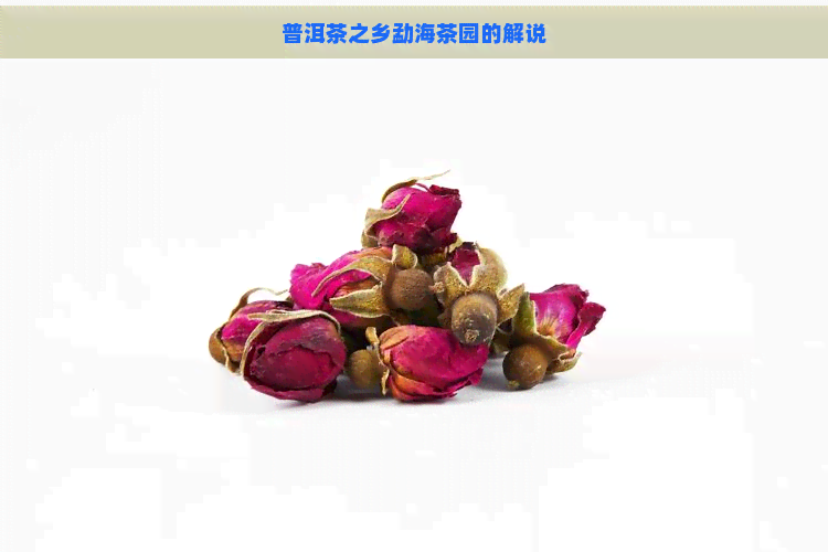 普洱茶之乡勐海茶园的解说