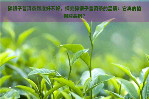 碎银子普洱茶到底好不好，探究碎银子普洱茶的品质：它真的值得购买吗？