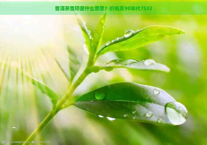 普洱茶雪印是什么意思？价格及90年代7532