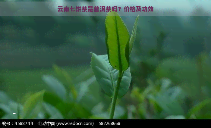 云南七饼茶是普洱茶吗？价格及功效