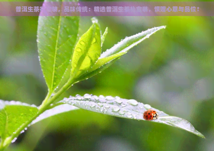 普洱生茶礼盒装，品味传统：精选普洱生茶礼盒装，馈赠心意与品位！