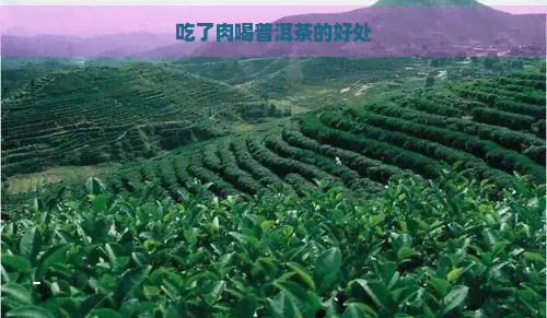 吃了肉喝普洱茶的好处