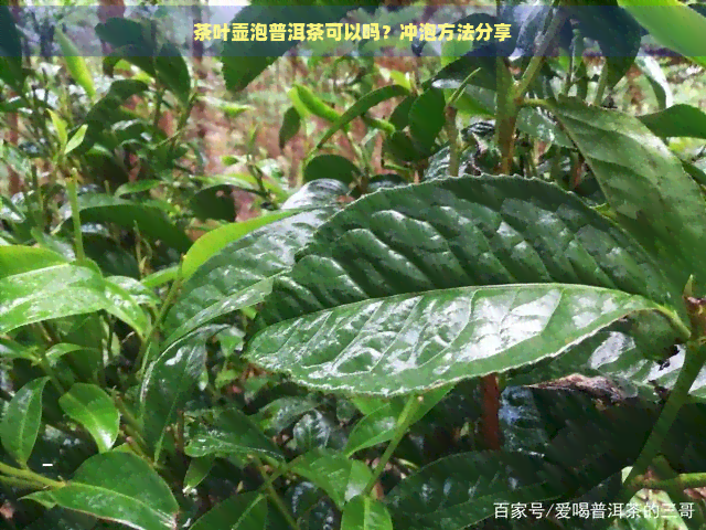 茶叶壶泡普洱茶可以吗？冲泡方法分享