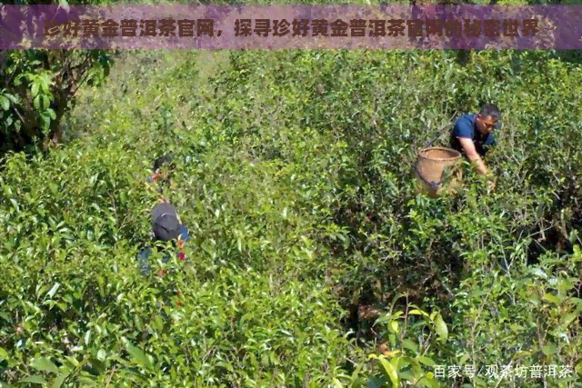 珍好黄金普洱茶官网，探寻珍好黄金普洱茶官网的秘密世界