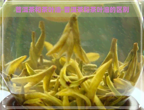 普洱茶和茶叶油-普洱茶和茶叶油的区别