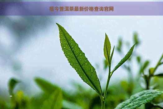 福今普洱茶最新价格查询官网