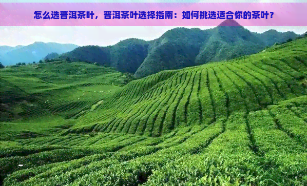 怎么选普洱茶叶，普洱茶叶选择指南：如何挑选适合你的茶叶？