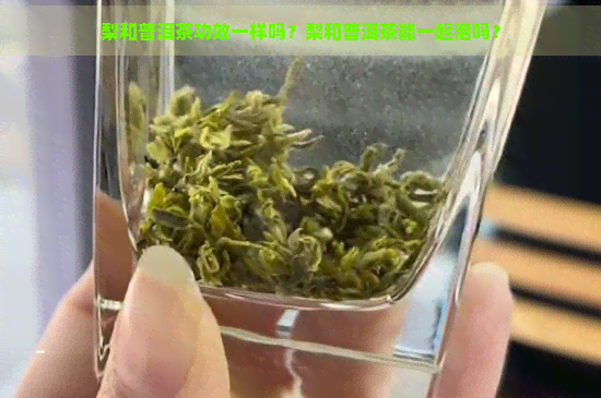 梨和普洱茶功效一样吗？梨和普洱茶能一起泡吗？