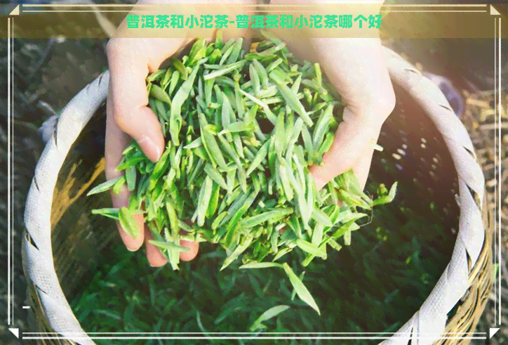 普洱茶和小沱茶-普洱茶和小沱茶哪个好