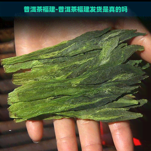 普洱茶福建-普洱茶福建发货是真的吗