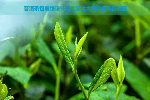 普洱茶包装纸设计图片高端大气风格与茶树图