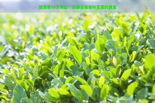 普洱茶12大茶山：探秘云南茶叶王国的瑰宝