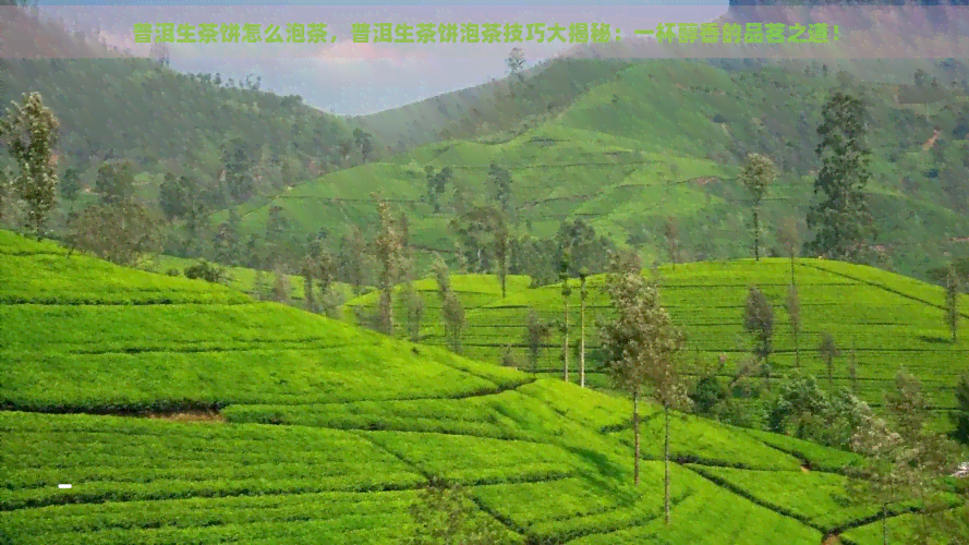 普洱生茶饼怎么泡茶，普洱生茶饼泡茶技巧大揭秘：一杯醇香的品茗之道！