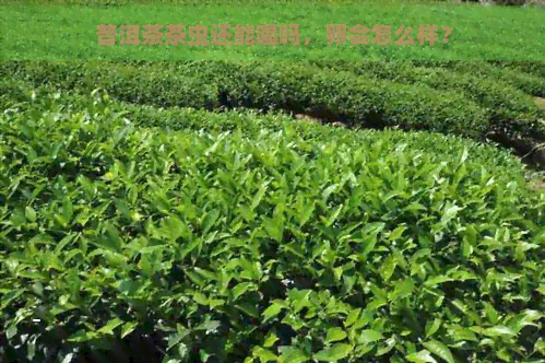 普洱茶茶虫还能喝吗，卵会怎么样？