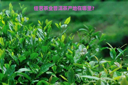 佳茗茶业普洱茶产地在哪里？