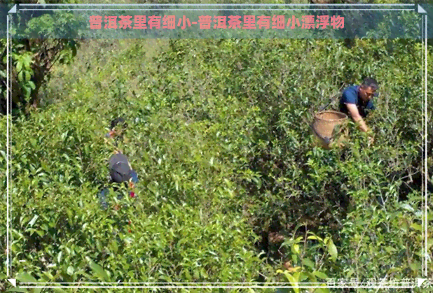 普洱茶里有细小-普洱茶里有细小漂浮物