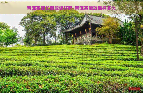 普洱茶能长期放保杯吗-普洱茶能放保杯多久