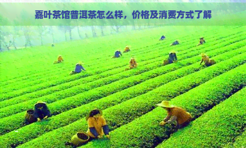 嘉叶茶馆普洱茶怎么样，价格及消费方式了解