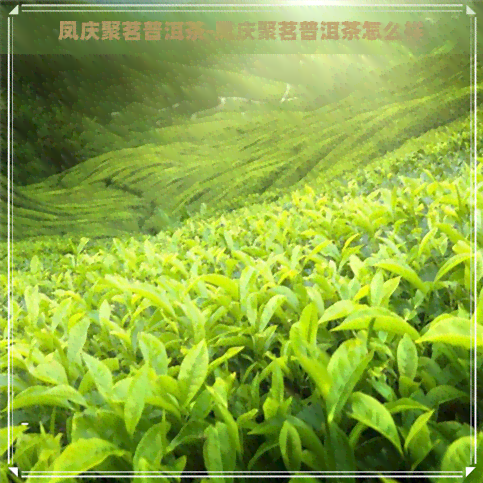 凤庆聚茗普洱茶-凤庆聚茗普洱茶怎么样