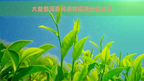 大益普洱茶风格特征及分类介绍