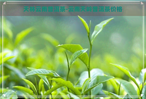 天林云南普洱茶-云南天岭普洱茶价格