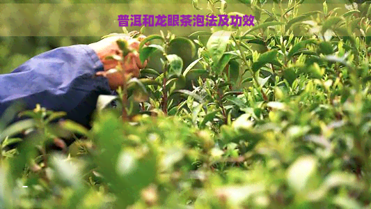 普洱和龙眼茶泡法及功效