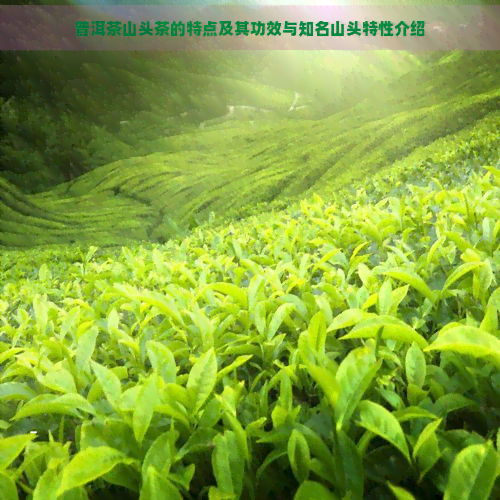 普洱茶山头茶的特点及其功效与知名山头特性介绍