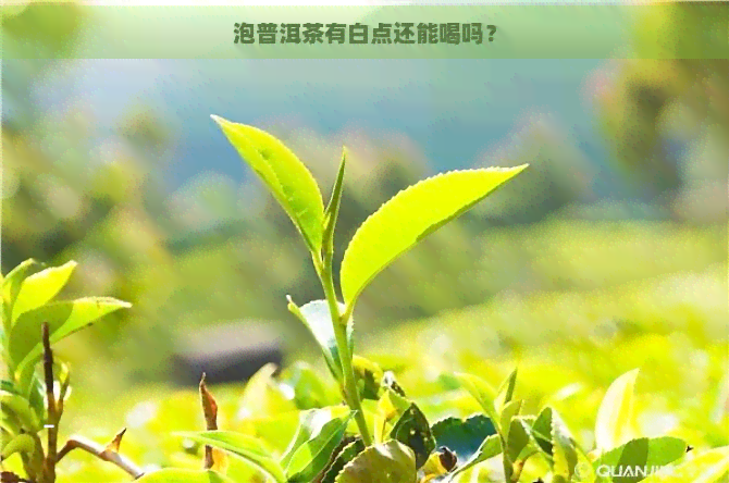 泡普洱茶有白点还能喝吗？