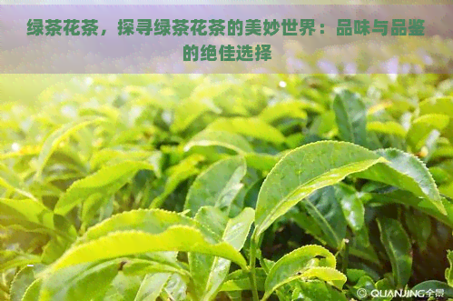 绿茶花茶，探寻绿茶花茶的美妙世界：品味与品鉴的绝佳选择