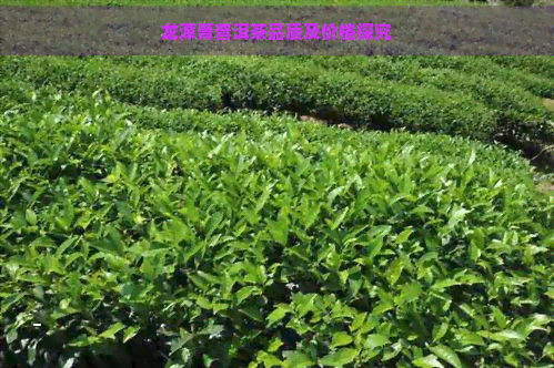 龙潭箐普洱茶品质及价格探究