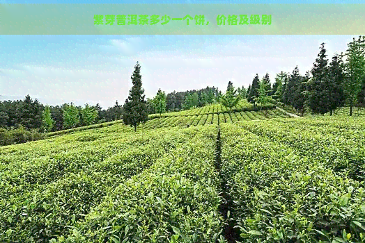 紫芽普洱茶多少一个饼，价格及级别