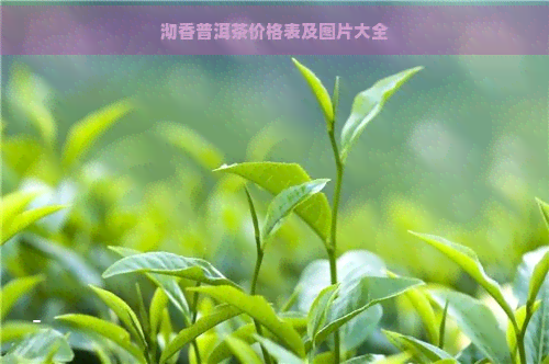 沏香普洱茶价格表及图片大全