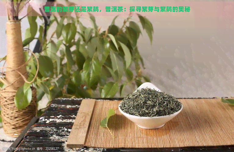 普洱的紫芽还是紫鹃，普洱茶：探寻紫芽与紫鹃的奥秘