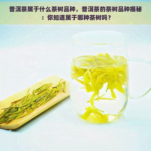 普洱茶属于什么茶树品种，普洱茶的茶树品种揭秘：你知道属于哪种茶树吗？