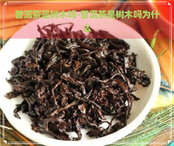 普洱茶是树木吗-普洱茶是树木吗为什么