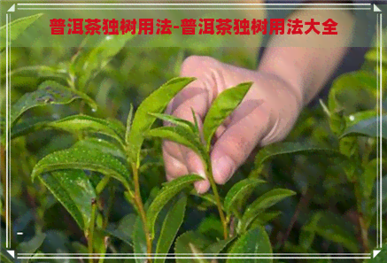 普洱茶独树用法-普洱茶独树用法大全