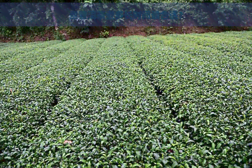 煮普洱茶煮多长时间最合适？