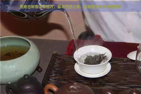 荒地古树普洱茶图片，探寻荒野之美：古树普洱茶的惊艳图景