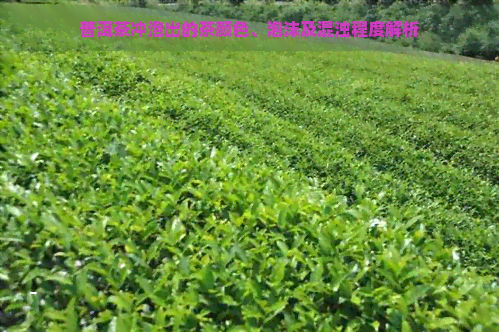 普洱茶冲泡出的茶颜色、泡沫及混浊程度解析