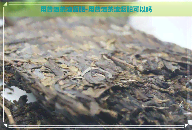 用普洱茶渣沤肥-用普洱茶渣沤肥可以吗