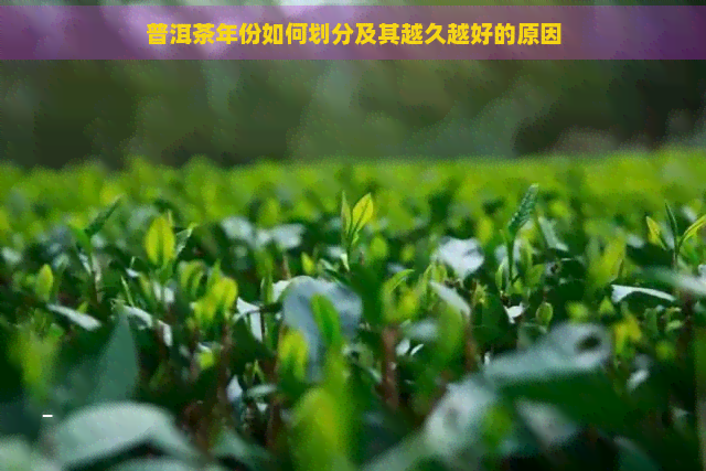 普洱茶年份如何划分及其越久越好的原因