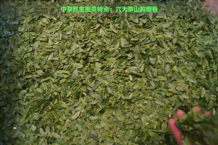 中茶野生班章特点：六大茶山的烟香