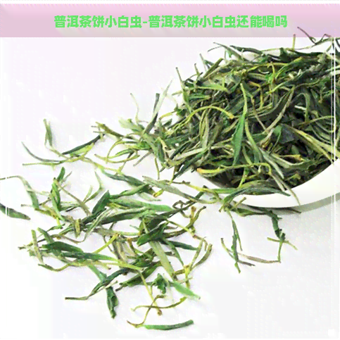 普洱茶饼小白虫-普洱茶饼小白虫还能喝吗