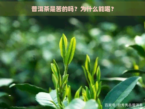 普洱茶是苦的吗？为什么能喝？