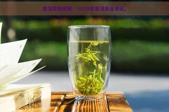 普洱茶新闻网：2020年普洱茶业资讯。