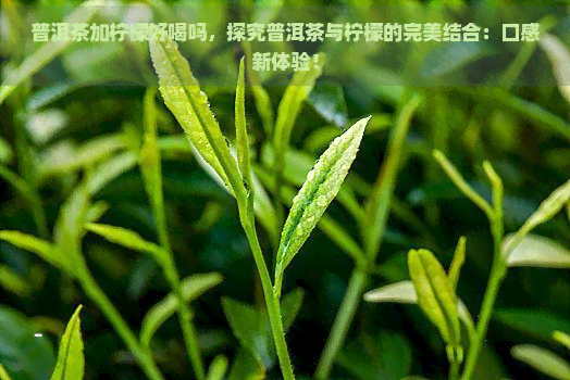 普洱茶加柠檬好喝吗，探究普洱茶与柠檬的完美结合：口感新体验！