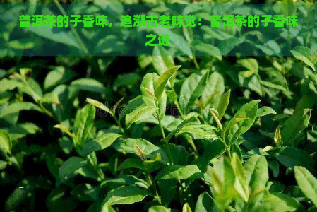 普洱茶的子香味，追溯古老味觉：普洱茶的子香味之谜